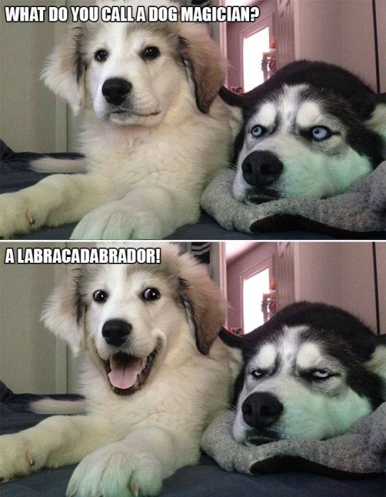 Bad Pun Dog Is Here With Some Adorable Jokes And Terrible Puns (10 pics)