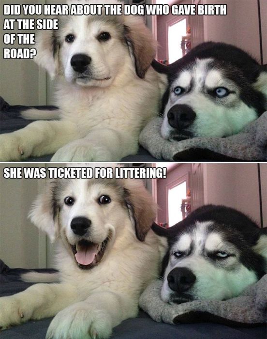 Bad Pun Dog Is Here With Some Adorable Jokes And Terrible Puns (10 pics)