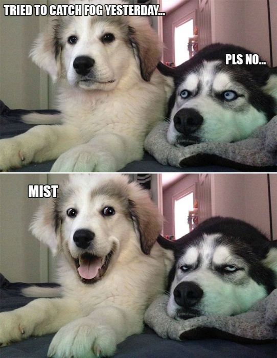 Bad Pun Dog Is Here With Some Adorable Jokes And Terrible Puns (10 pics)