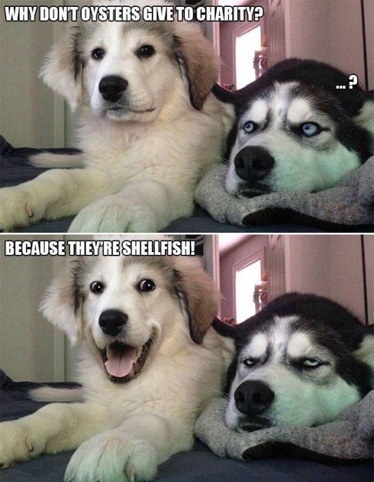 Bad Pun Dog Is Here With Some Adorable Jokes And Terrible Puns (10 pics)