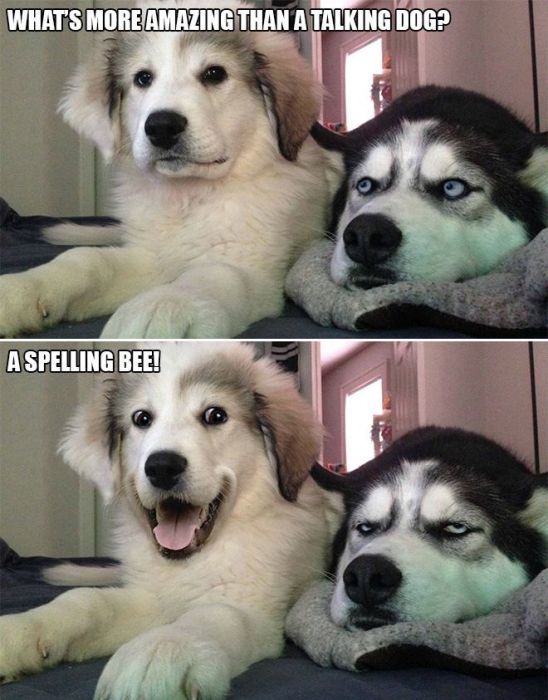 Bad Pun Dog Is Here With Some Adorable Jokes And Terrible Puns (10 pics)