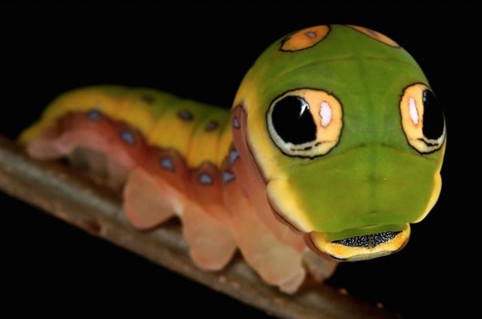 Caterpillars Are Some Of The Coolest Creatures On Earth (22 pics)
