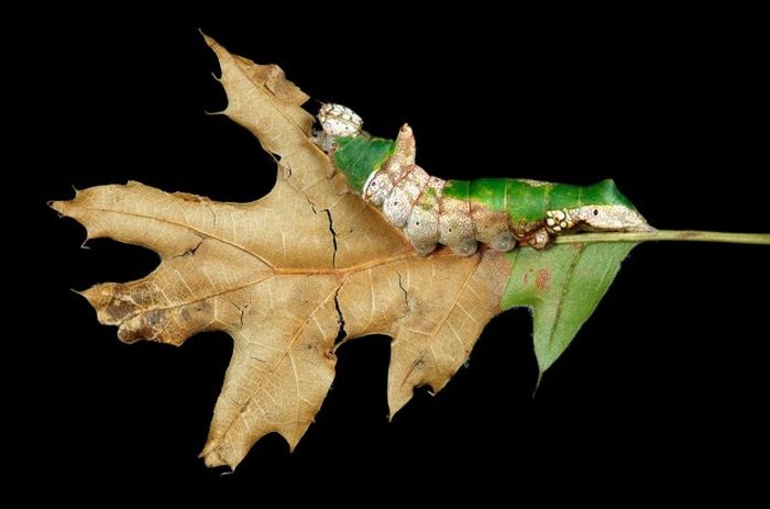 Caterpillars Are Some Of The Coolest Creatures On Earth (22 pics)