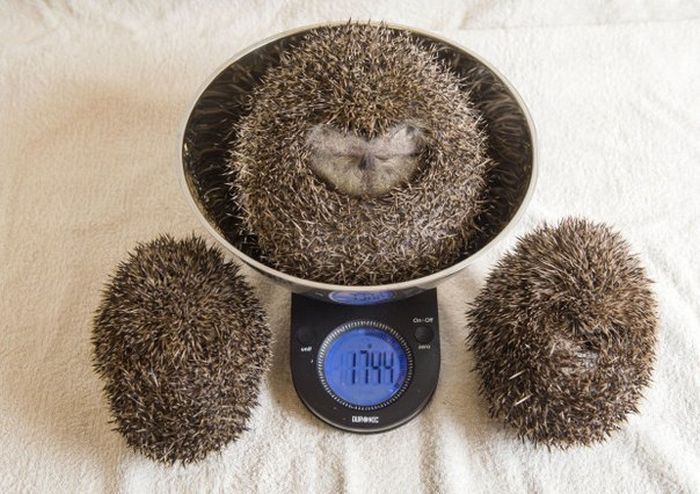 This Overweight Hedgehog Had To Be Put On A Diet (3 pics)