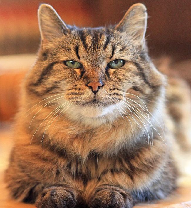 The World's Oldest Cat Was Recently Adopted From A Shelter (11 pics)