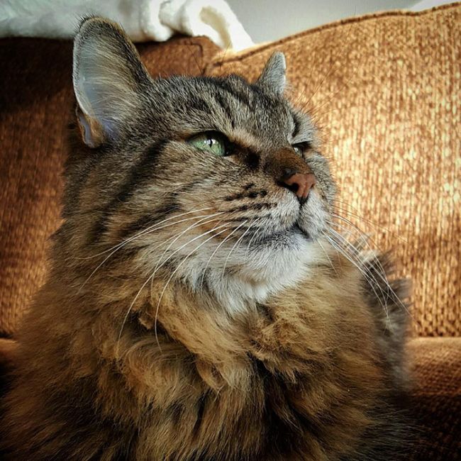 The World's Oldest Cat Was Recently Adopted From A Shelter (11 pics)