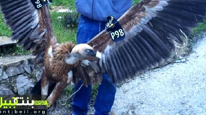 A Vulture In Lebanon Is Suspected Of Being A Spy (3 pics)