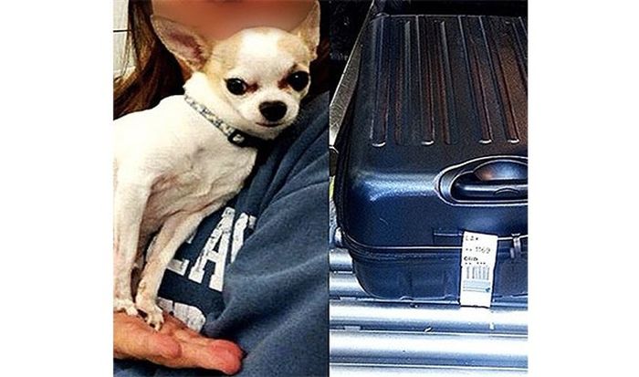 The Craziest Items Ever Confiscated By TSA At The Airport (24 pics)