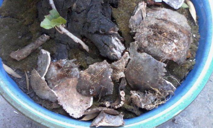 They Found Something Terrifying In Their Own Garden (11 pics)