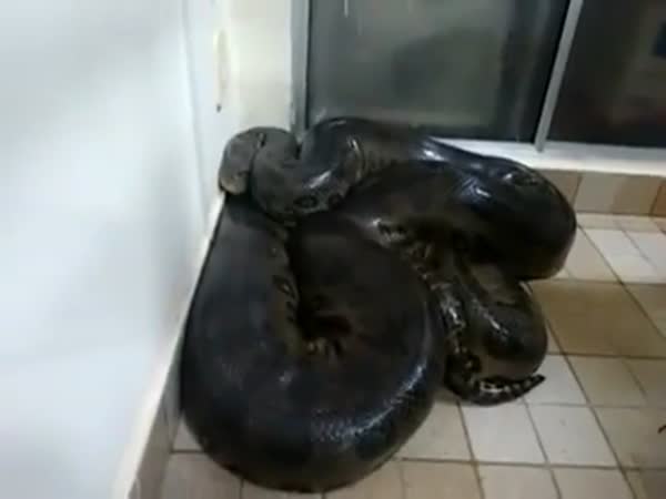 Guy Tries To Pet A Huge Anaconda In His Kitchen