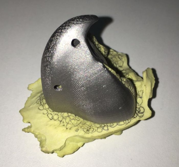 Parrot Gets A New Beak Thanks To A 3D Printer (14 pics)