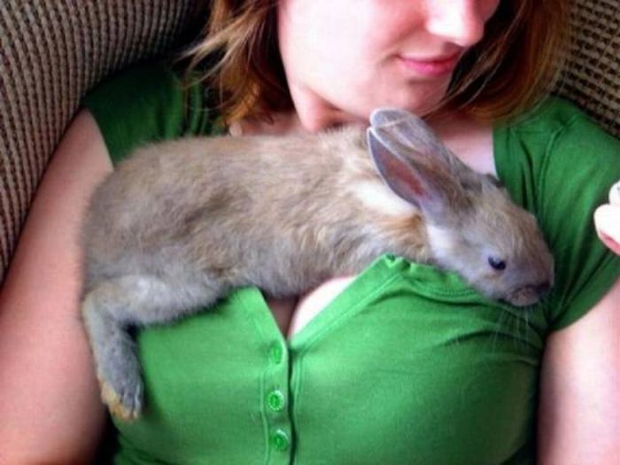 Photos That Will Make You Wish You Were Born An Animal (25 pics)