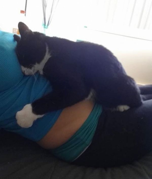 A Cat Has Been Protecting This Baby Human Since Before Birth (5 pics)