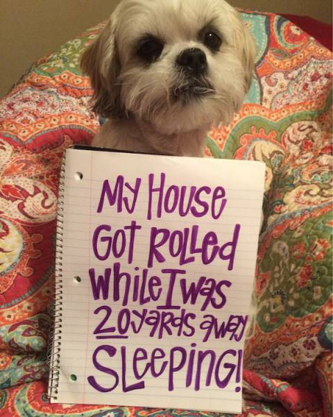 Dog Shaming Never Stops Being Funny (35 pics)