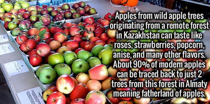 Clear Your Mind Because It's Time To Load It Up With Fun Facts (22 pics)