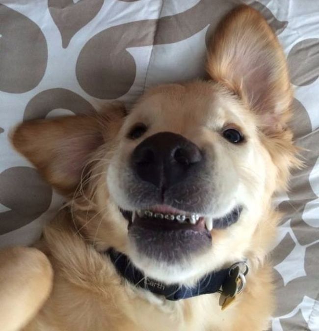 This Adorable Puppy With Braces Will Steal Your Heart (7 pics)