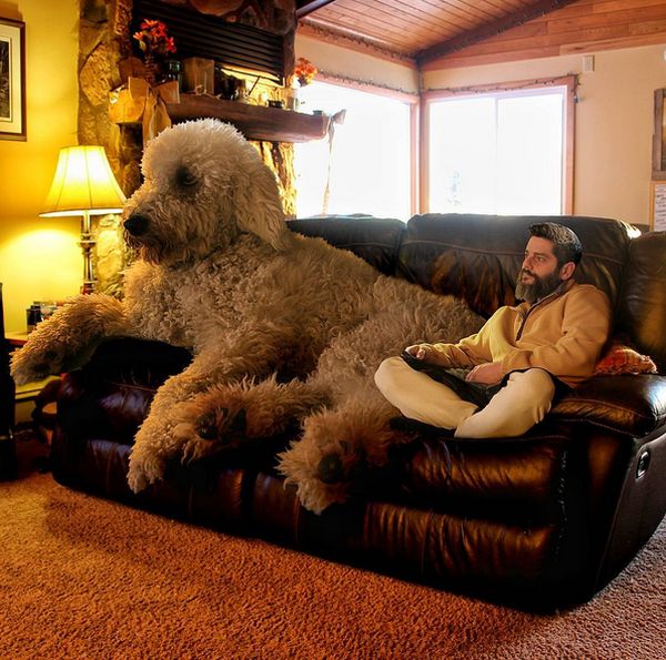 Guy Turns His Dog Into A Giant With Some Help From Photoshop (25 pics)