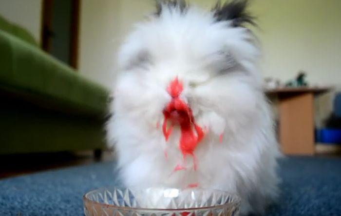Rabbit Eating Strawberries & Cherries