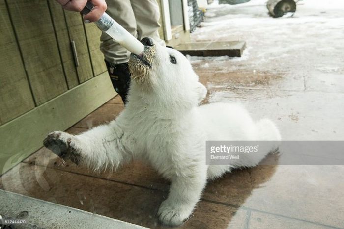 This Tiny Polar Bear Looks So Cute When He Gets Fed (6 pics)
