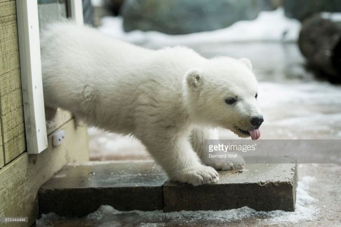 This Tiny Polar Bear Looks So Cute When He Gets Fed (6 pics)