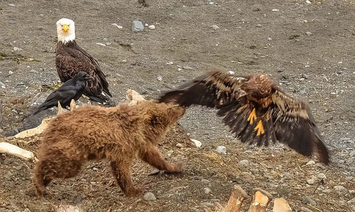 Eagle Gets Into A Fight With The Wrong Animal (6 pics)