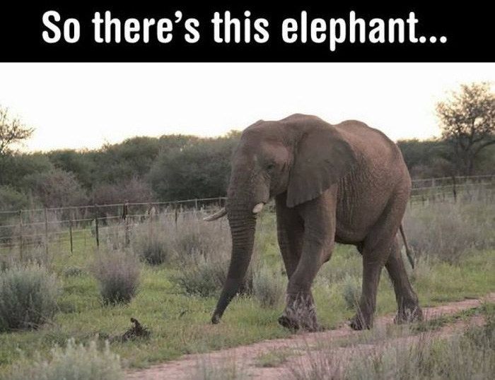 Photos That Prove Elephants Aren't Just Smart, They're Also Polite (4 pics)