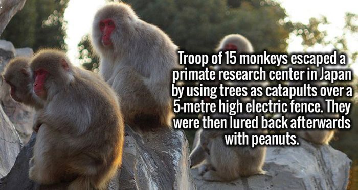 Interesting Facts That Are Definitely Worthy Of Being Stored In Your Brain (19 pics)