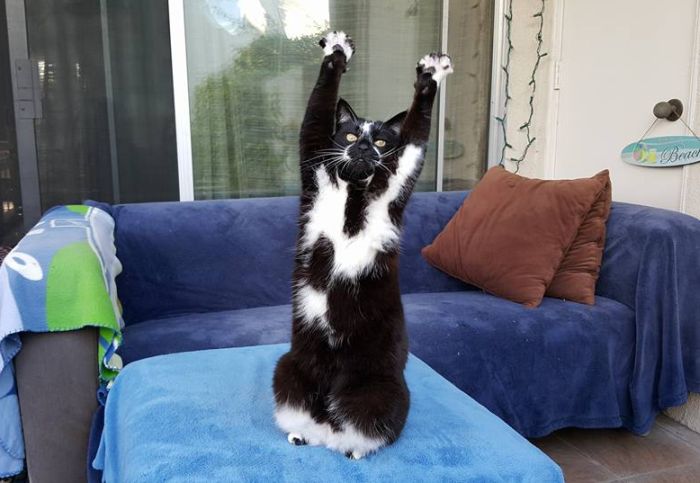 This Cat Throws Her Paws In The Air And Waves Them Like She Doesn't Care (5 pics + video)