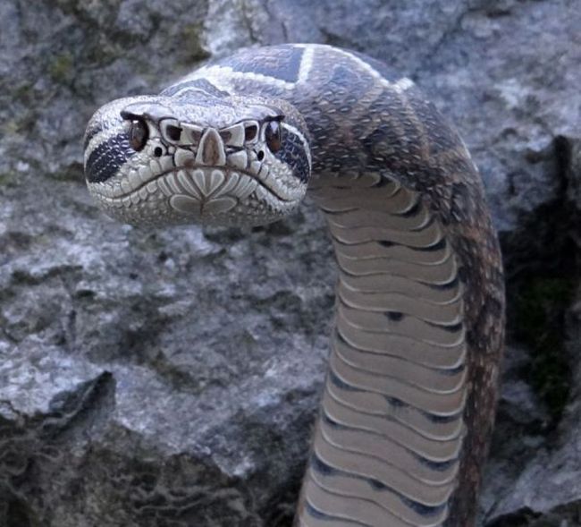 You Won't Believe That This Isn't A Real Snake (9 pics)