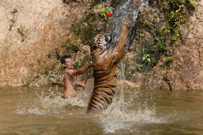 Thailand Has Its Very Own Tiger Temple (8 pics)