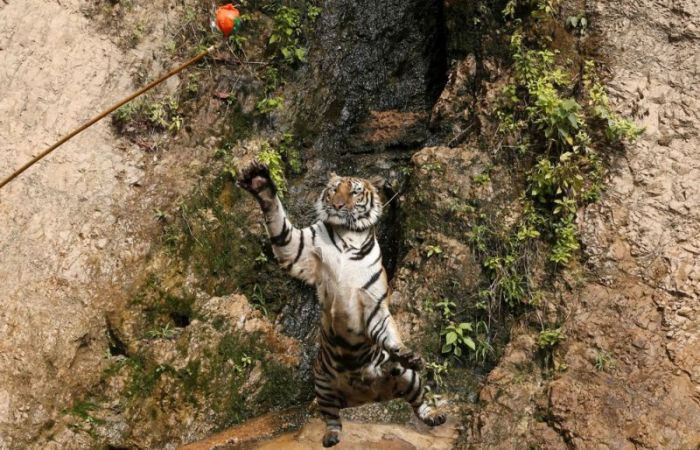 Thailand Has Its Very Own Tiger Temple (8 pics)
