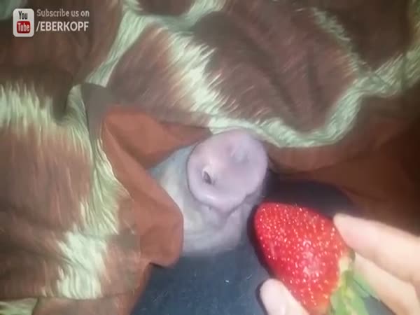 Pig Vs Strawberry