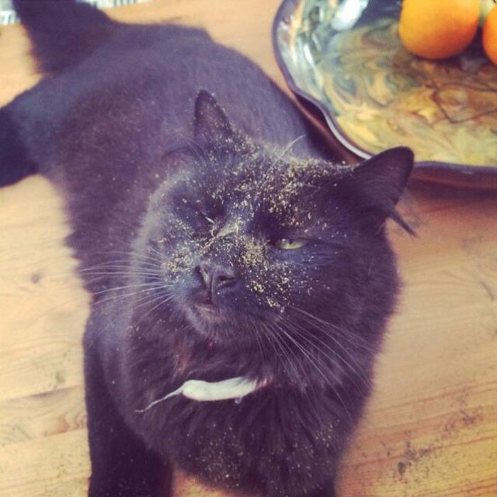 Cats That Got A Taste Of Catnip And Couldn't Get Enough (26 pics)