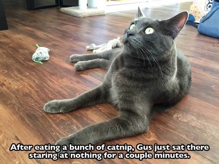 Cats That Got A Taste Of Catnip And Couldn't Get Enough (26 pics)