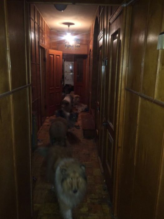 Landlord Discovers Rented Cottage Trashed By Ten Dogs And An Old Lady (9 pics)