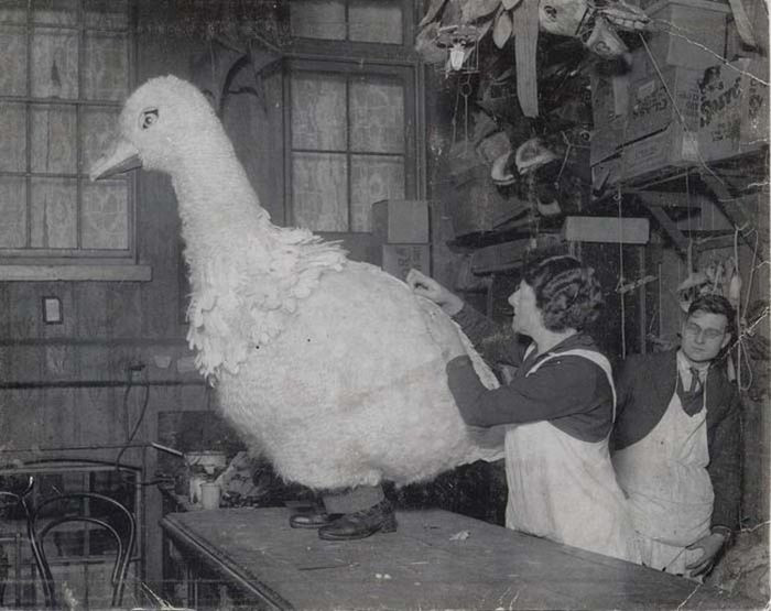 Haunting Photos That Will Send Shivers Directly Down Your Spine (31 pics)