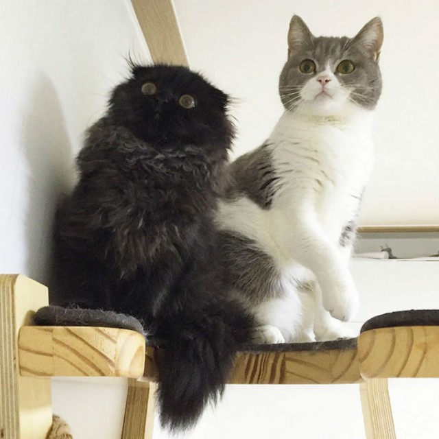 This Poor Cat Looks Like It's Terrified All The Time (15 pics)