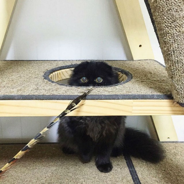This Poor Cat Looks Like It's Terrified All The Time (15 pics)