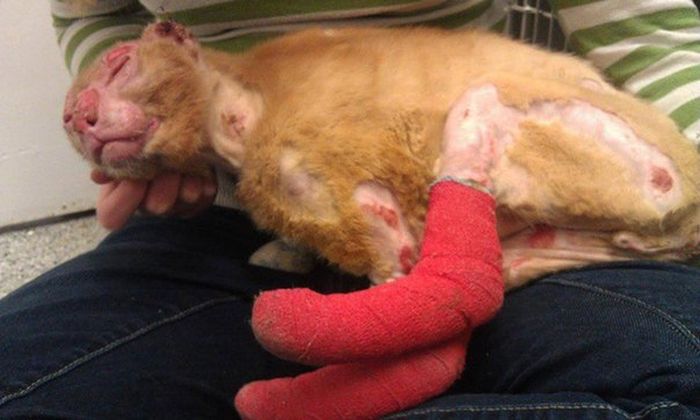 Cat Gets Rescued After Getting Caught In A House Fire (11 pics)