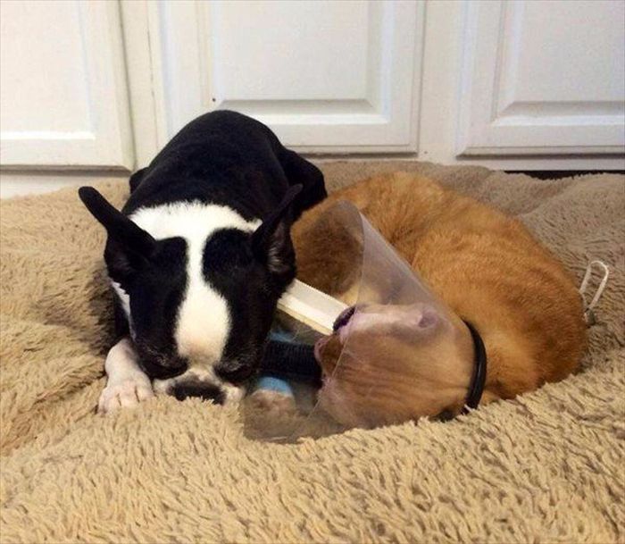 Cat Gets Rescued After Getting Caught In A House Fire (11 pics)