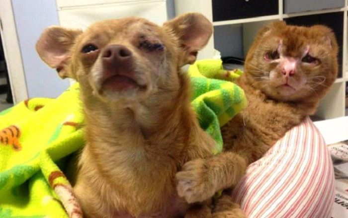 Cat Gets Rescued After Getting Caught In A House Fire (11 pics)