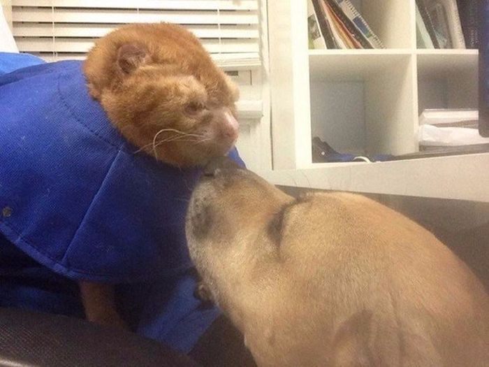 Cat Gets Rescued After Getting Caught In A House Fire (11 pics)