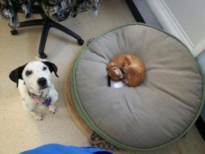 Cat Gets Rescued After Getting Caught In A House Fire (11 pics)