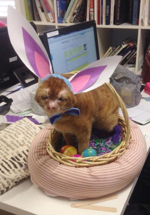 Cat Gets Rescued After Getting Caught In A House Fire (11 pics)