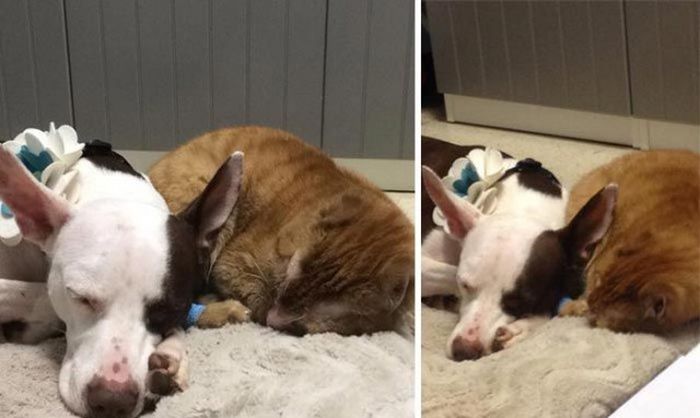 Cat Gets Rescued After Getting Caught In A House Fire (11 pics)
