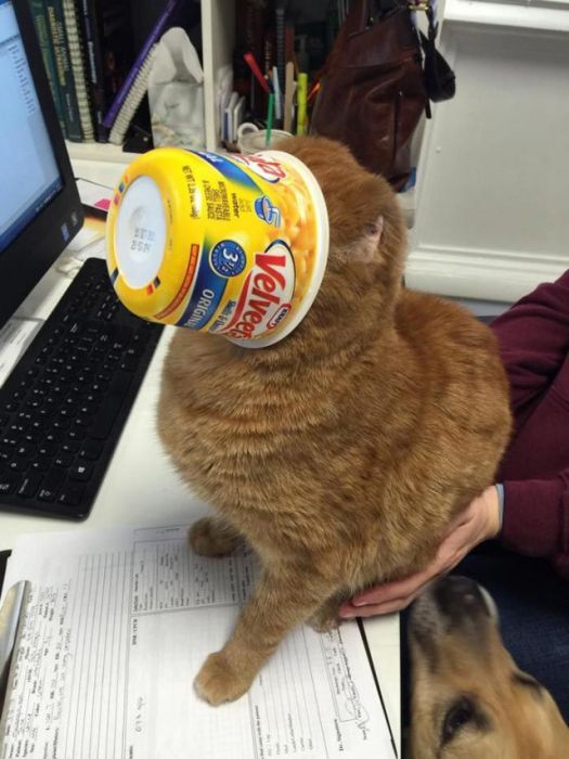 Cat Gets Rescued After Getting Caught In A House Fire (11 pics)