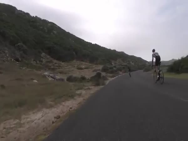 Cyclists Chased By An Ostrich
