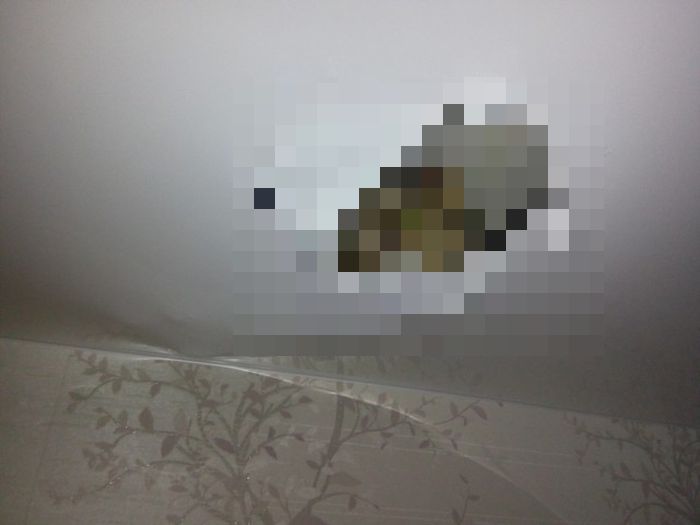 Cats Create A New View From Their Favorite Hiding Spot (2 pics)