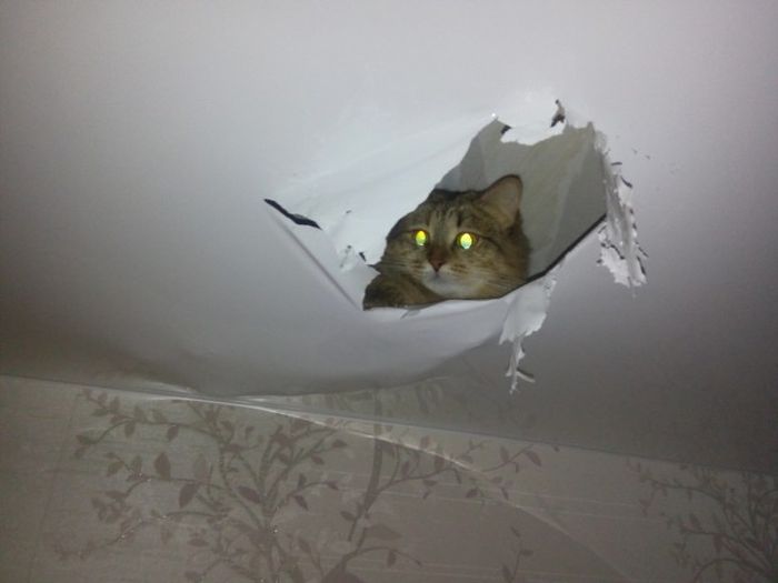Cats Create A New View From Their Favorite Hiding Spot (2 pics)