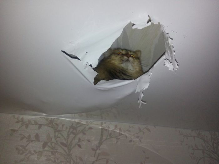 Cats Create A New View From Their Favorite Hiding Spot (2 pics)